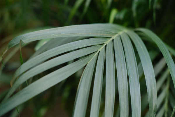 Abelmoschus