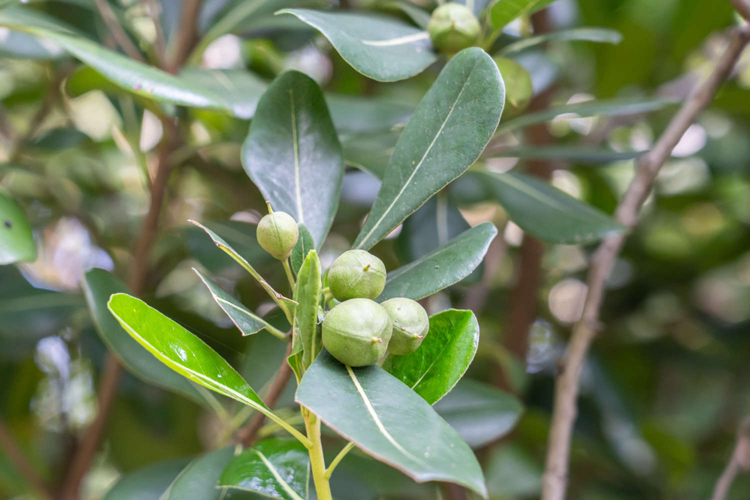 海桐(Pittosporum tobira (Thunb.) Ait. )-芜湖职业技术学院--园林园艺学院