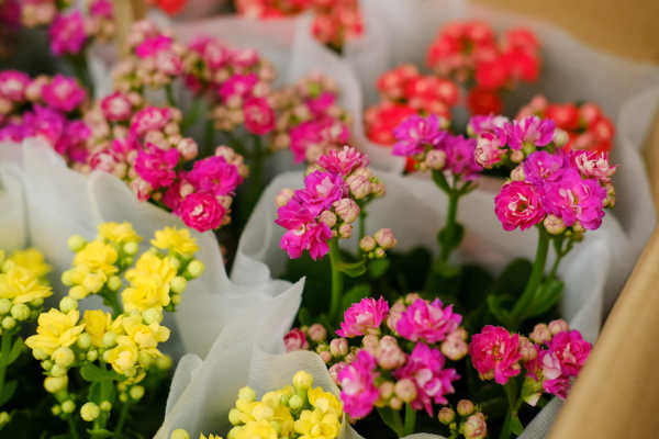 Jonquil