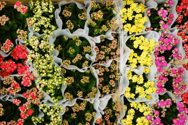 Jonquil