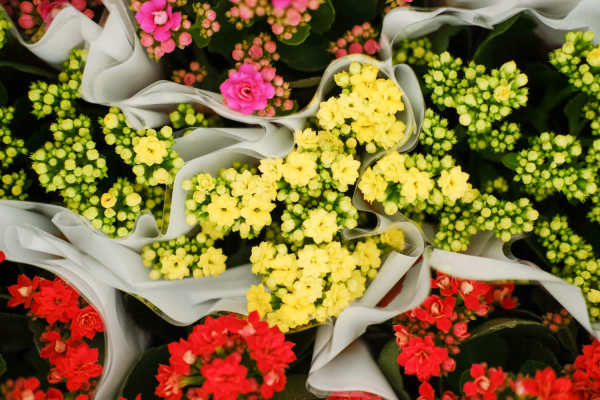 Jonquil