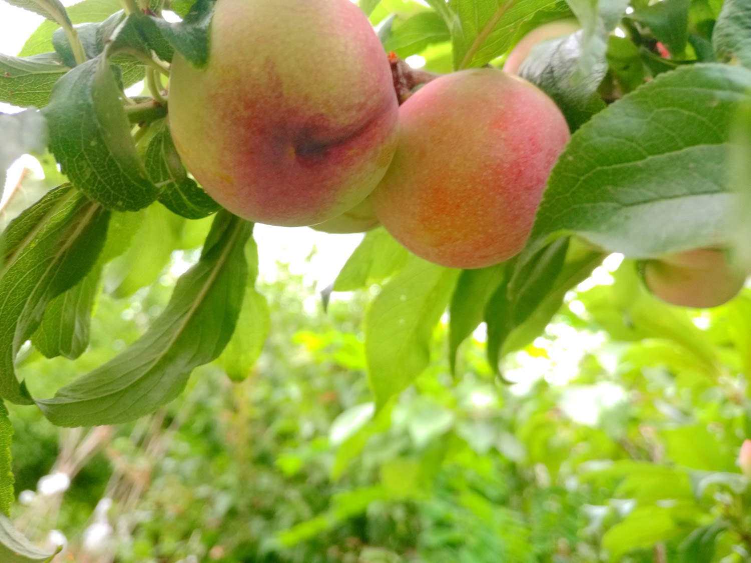 桃核可以种出桃树吗 花百科