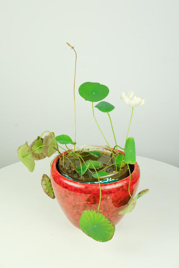Bowl Lotus