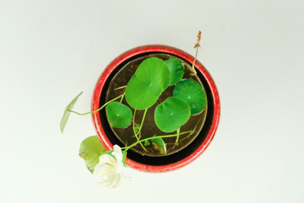 Bowl Lotus