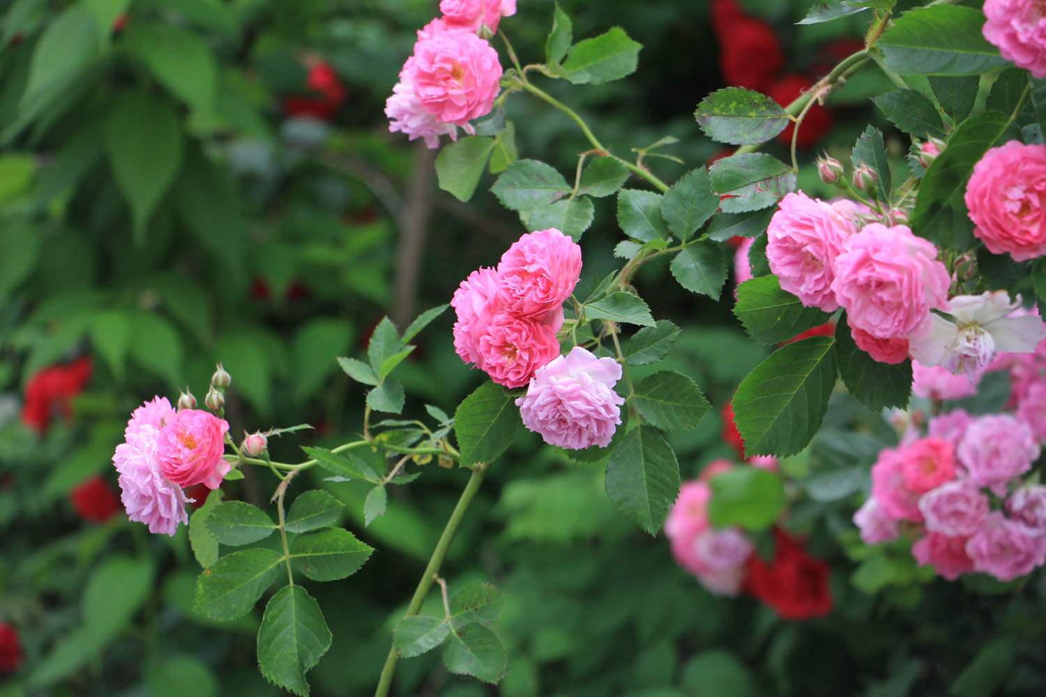 粉团蔷薇的繁殖方式 花百科