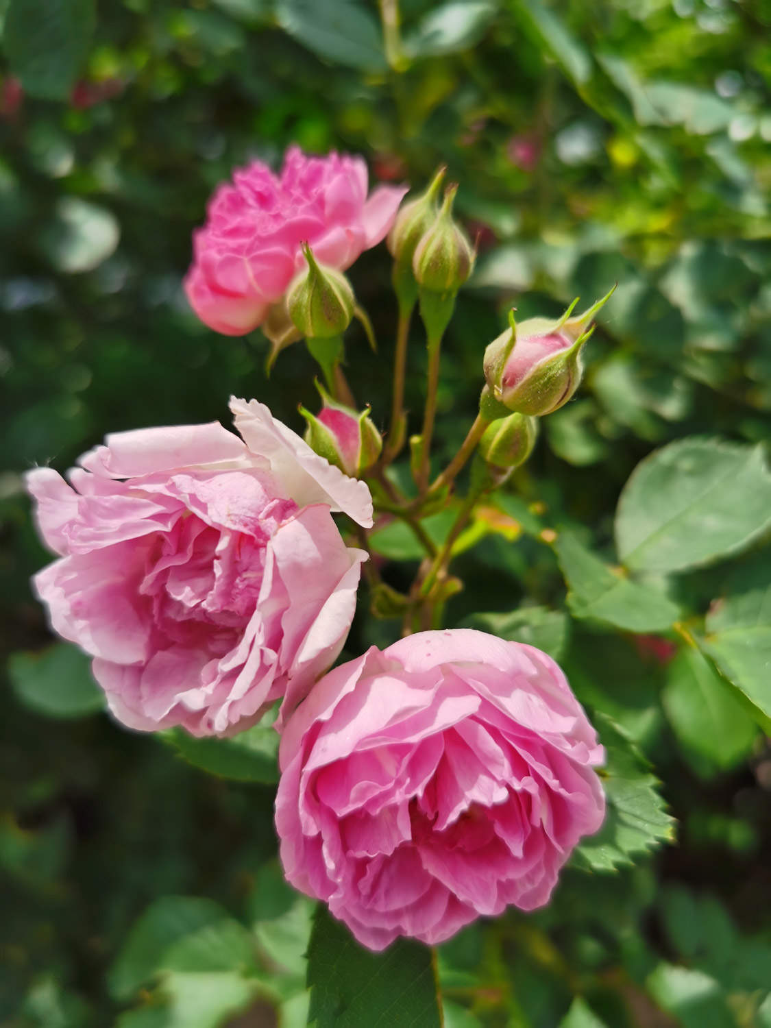 蔷薇的花语与寓意是什么 - 花百科
