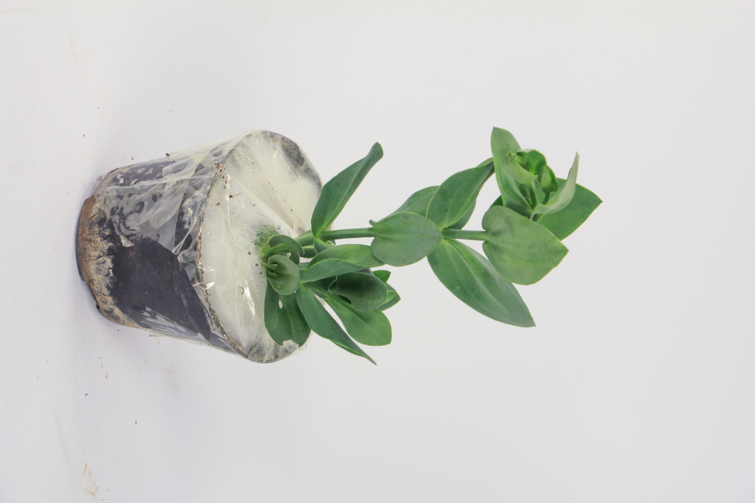 洋桔梗的花语和寓意 花百科