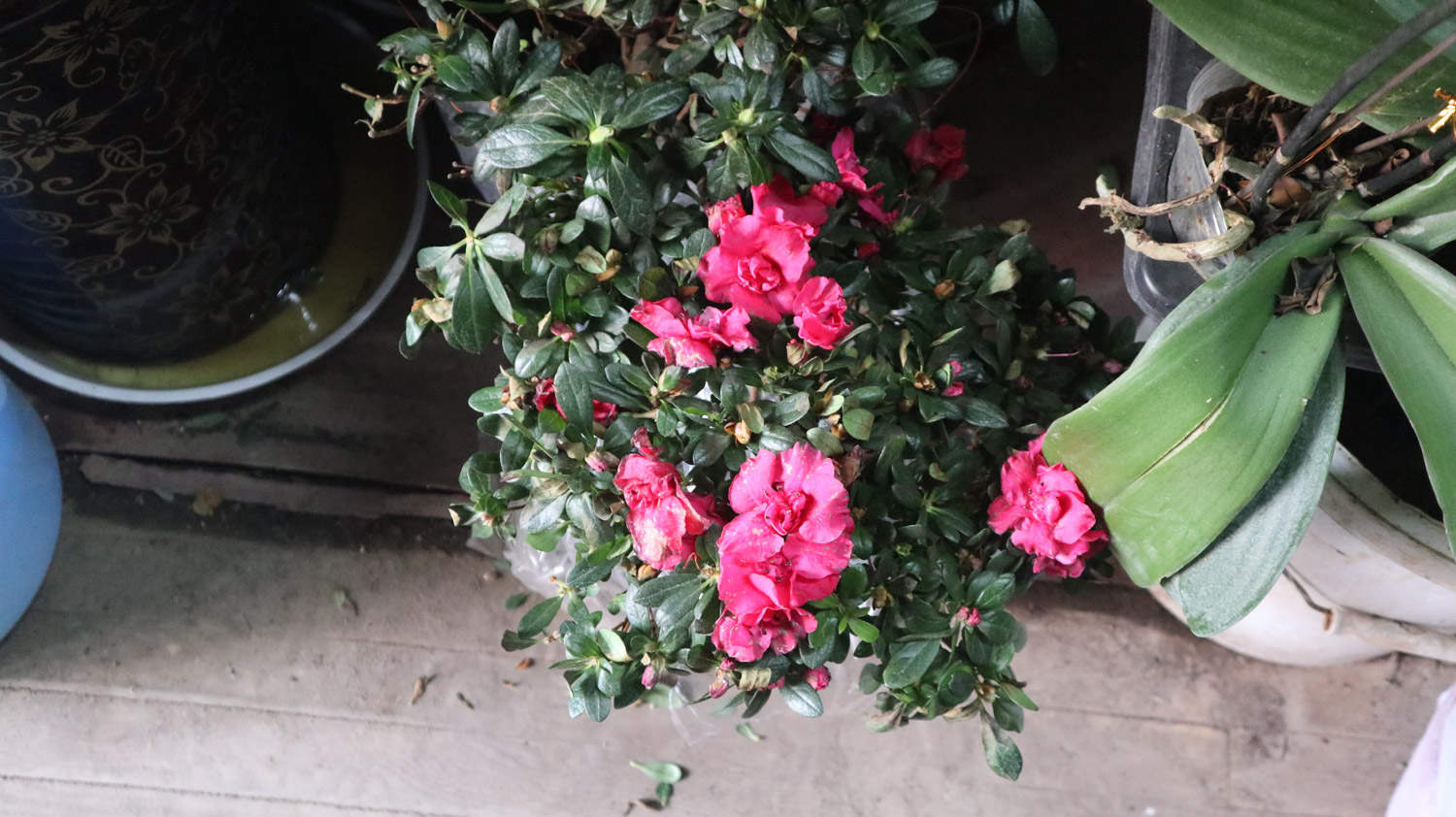 杜鹃花