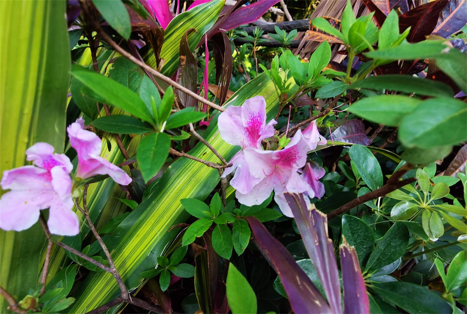 杜鹃花molle japonicum 库存照片. 图片 包括有 花卉, 密集, 石南花, 楼梯栏杆, 本质 - 131255562