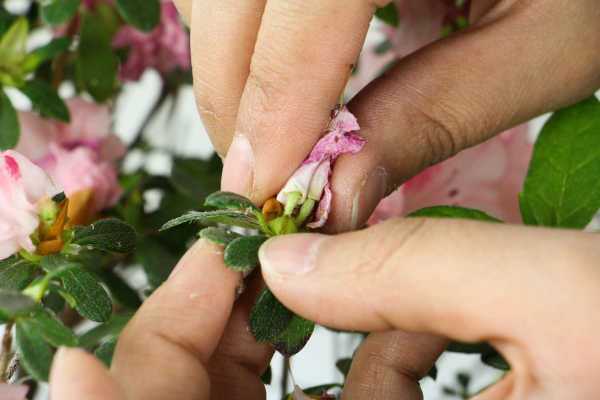 Rhododendron