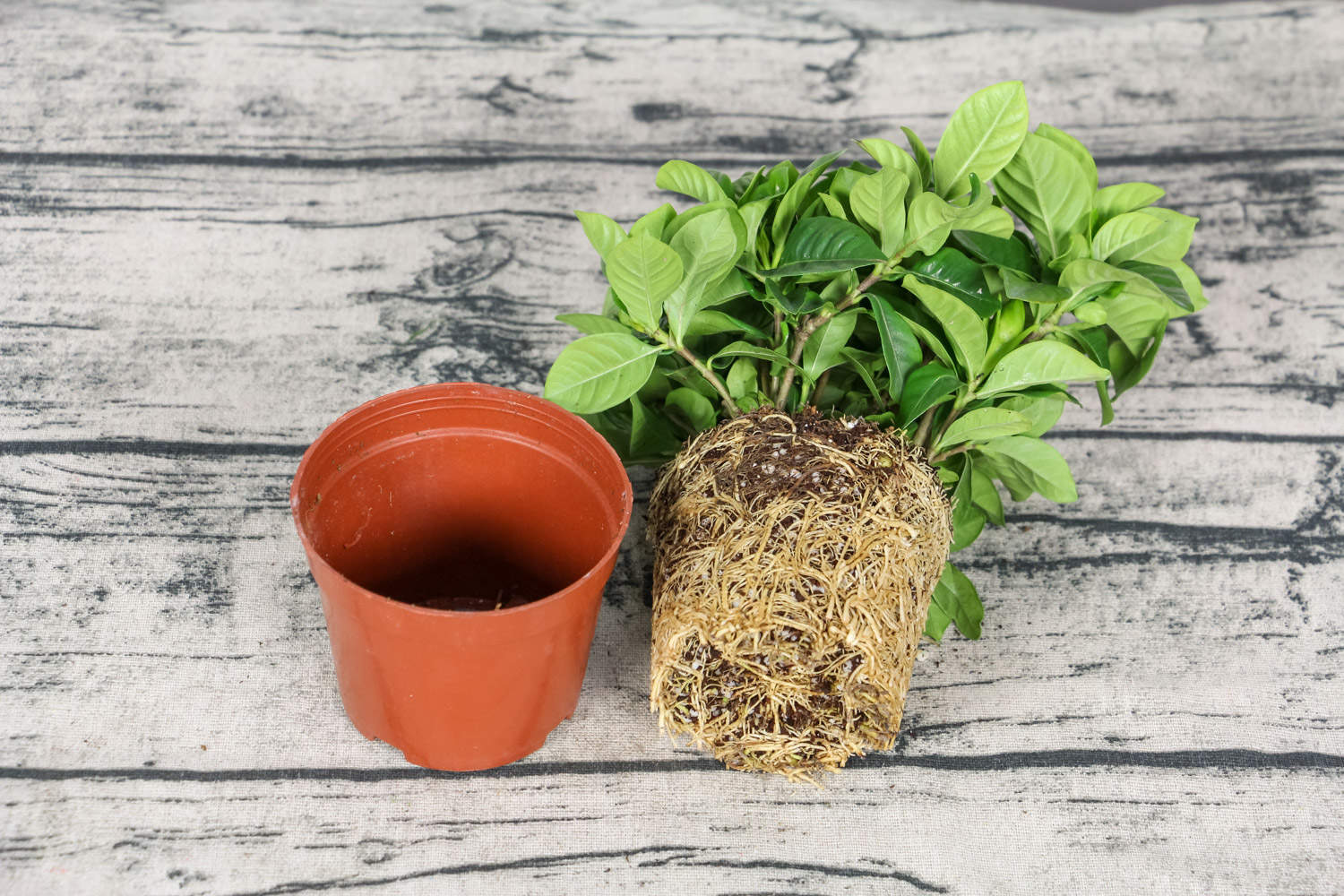 邻居家的栀子花