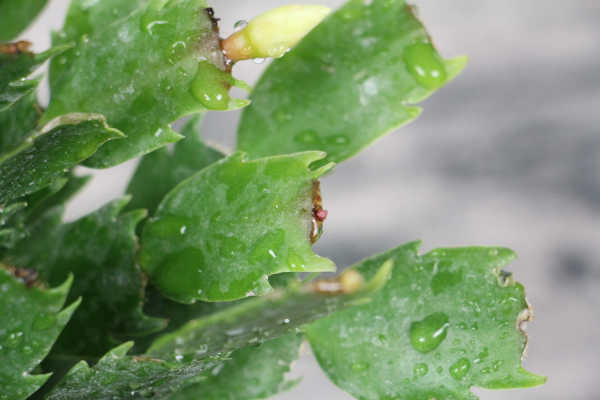 Zygocactus japonicus