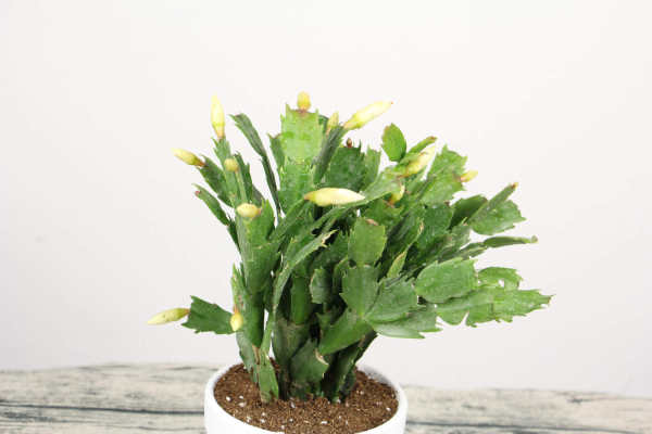 Zygocactus japonicus