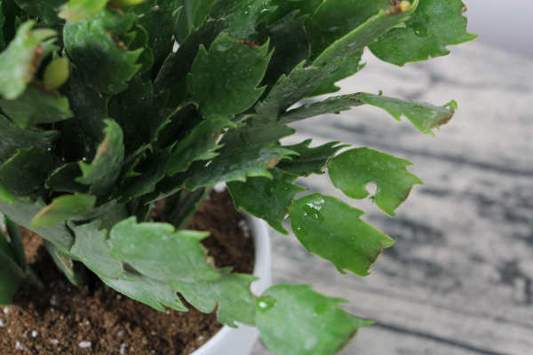 Zygocactus japonicus