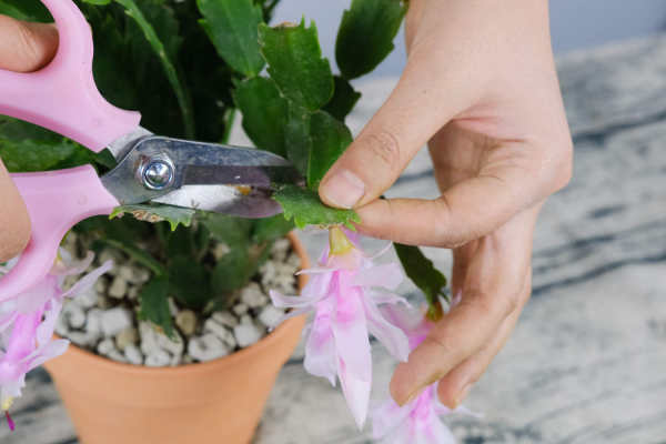 Zygocactus japonicus