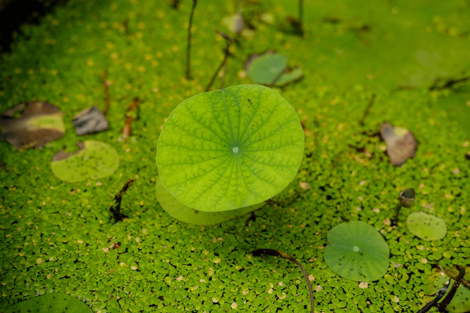 浮萍是什么图片