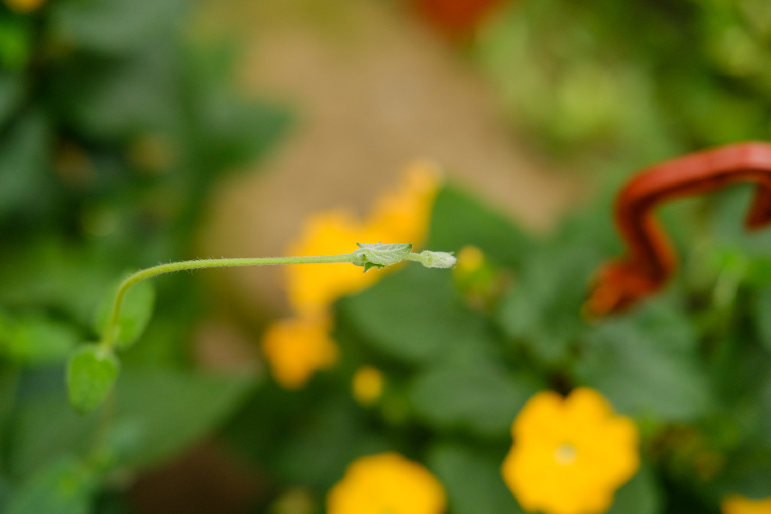 翼叶山牵牛花