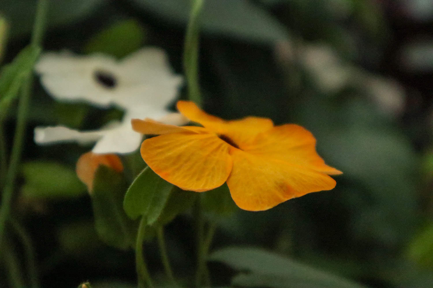 翼叶山牵牛花