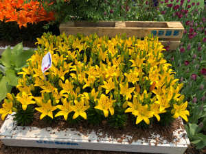 黄百合的花语与寓意是什么 一般送几朵 花百科