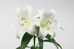 白百合花的花语和寓意 花百科