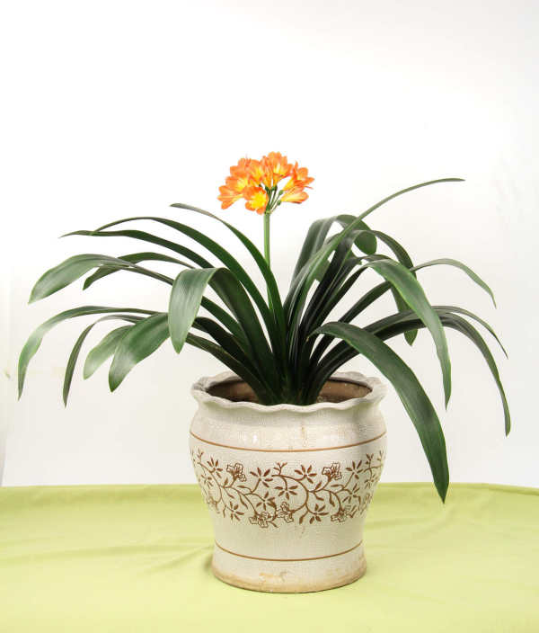 Clivia miniata