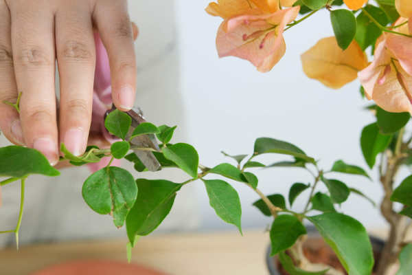 Bougainvillea