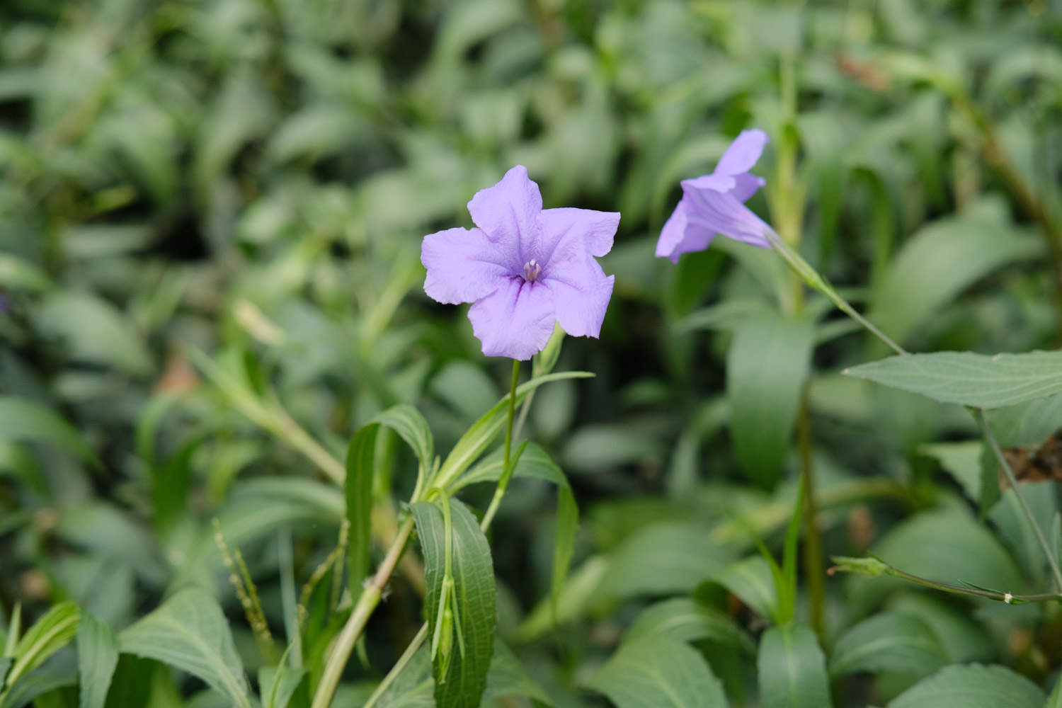 蓝花草