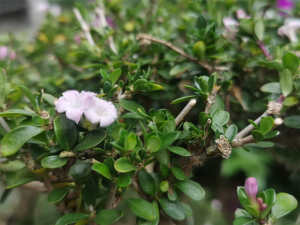 满树白花的树是什么树 花百科