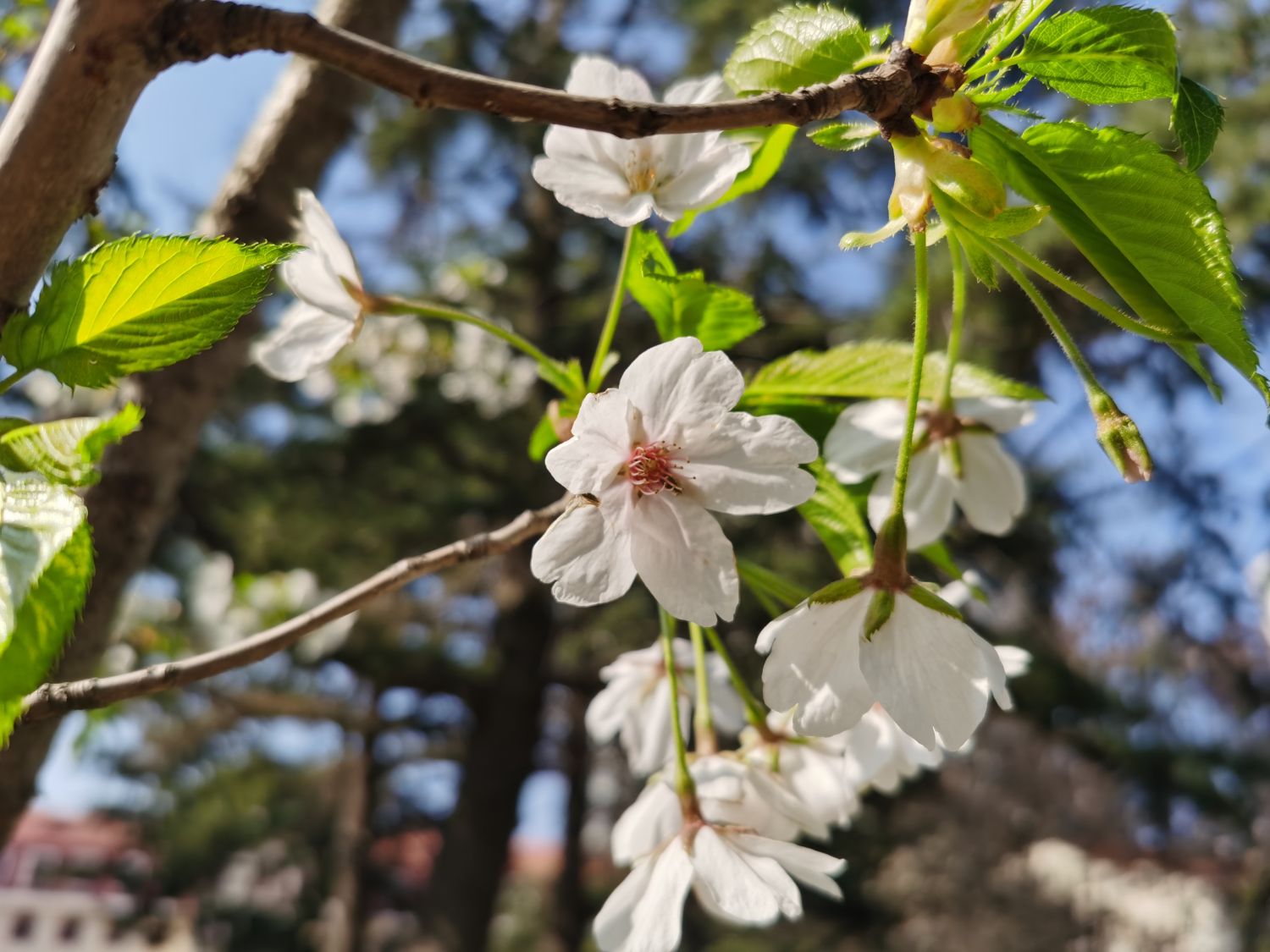 樱花