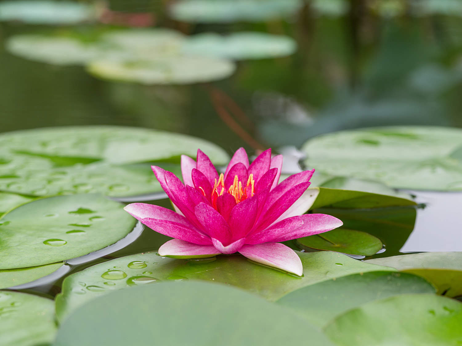 睡莲养护 花百科