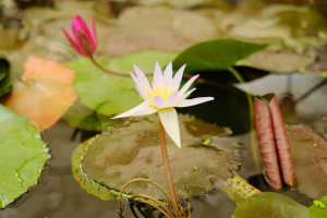 睡莲种子怎么种 如何处理种子 花百科 睡莲种子怎么种 如何处理种子 花百科