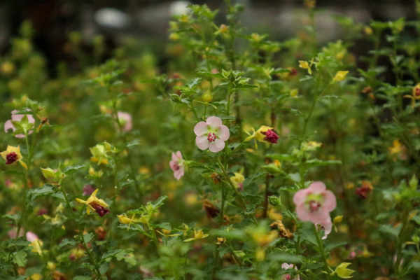 Small Hibiscus