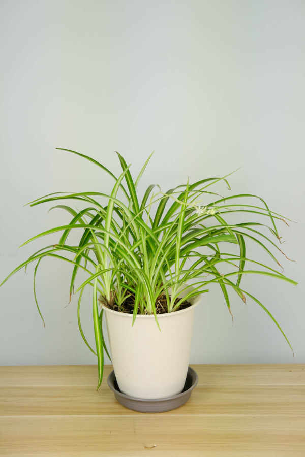 Chlorophytum comosum