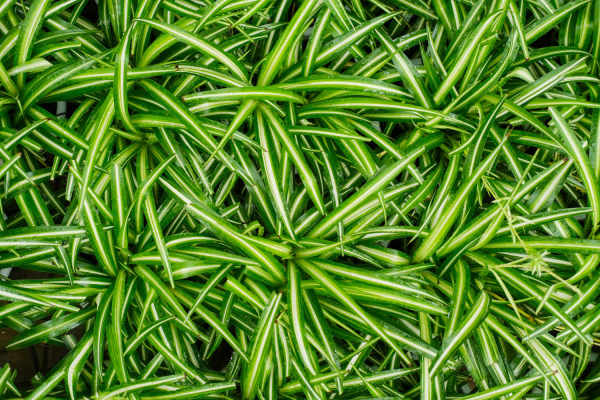 Chlorophytum comosum