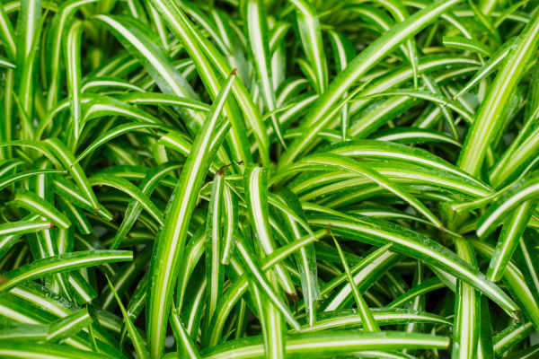 Chlorophytum comosum