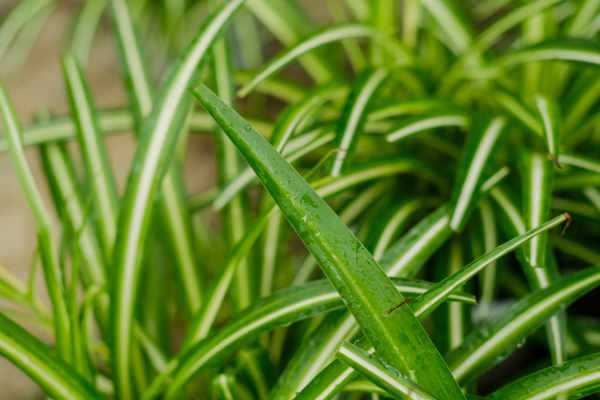 Chlorophytum comosum
