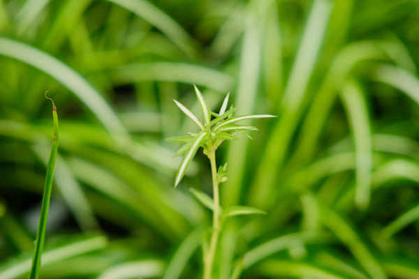 Chlorophytum comosum