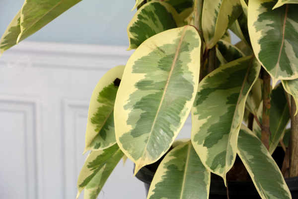 Rubber Tree
