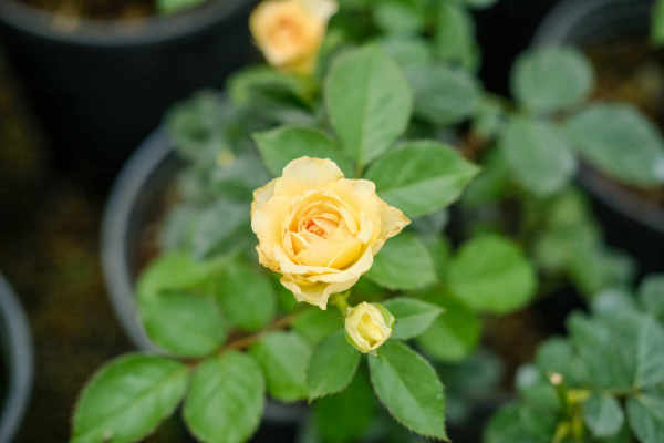 Chinese rose