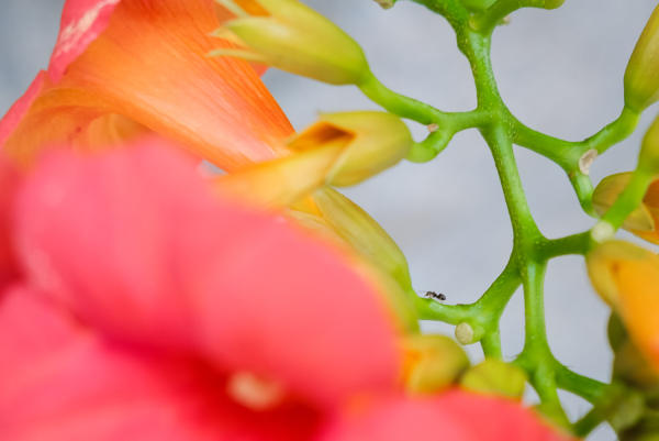 Campsis grandiflora