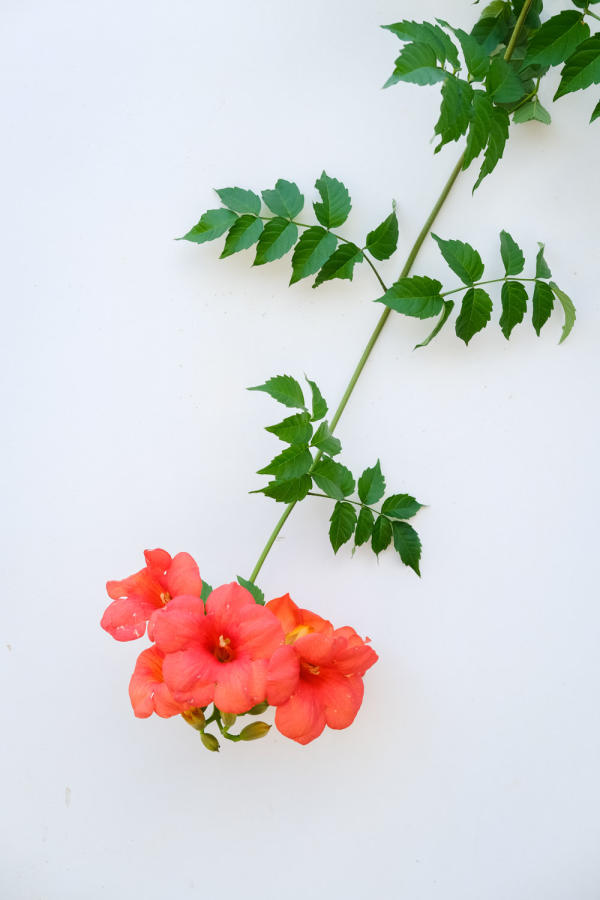 Campsis grandiflora