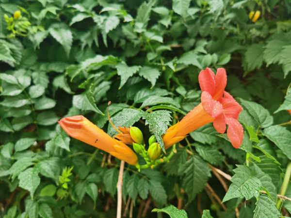 Campsis grandiflora