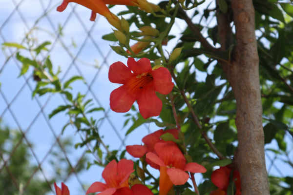 Campsis grandiflora