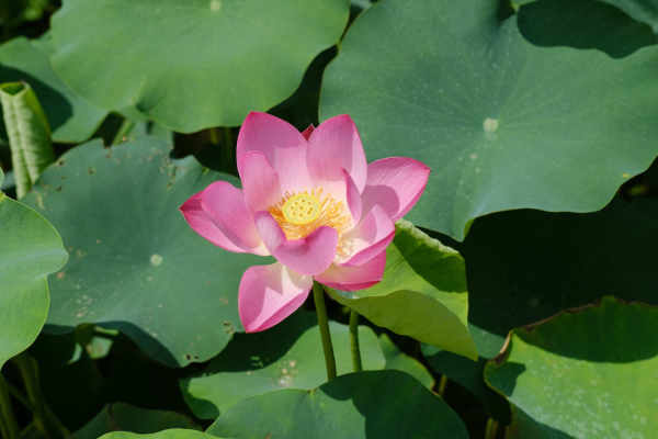 Lotus