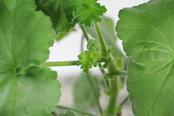 Geranium