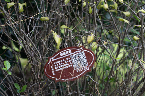 Malus sieboldii