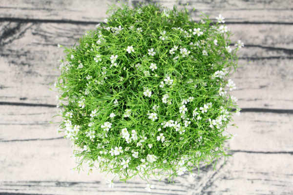 Gypsophila paniculata