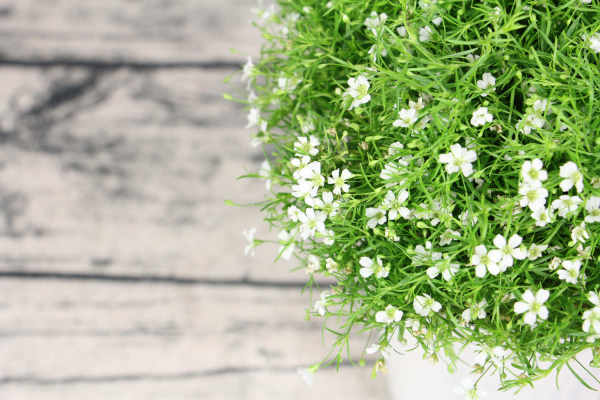 Gypsophila paniculata