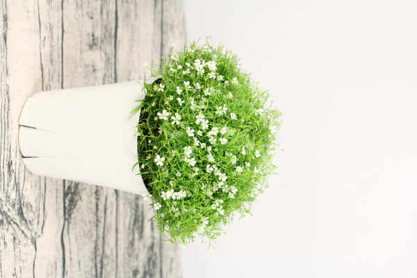 Gypsophila paniculata