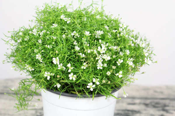 Gypsophila paniculata